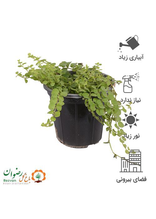 لیزوماکیا